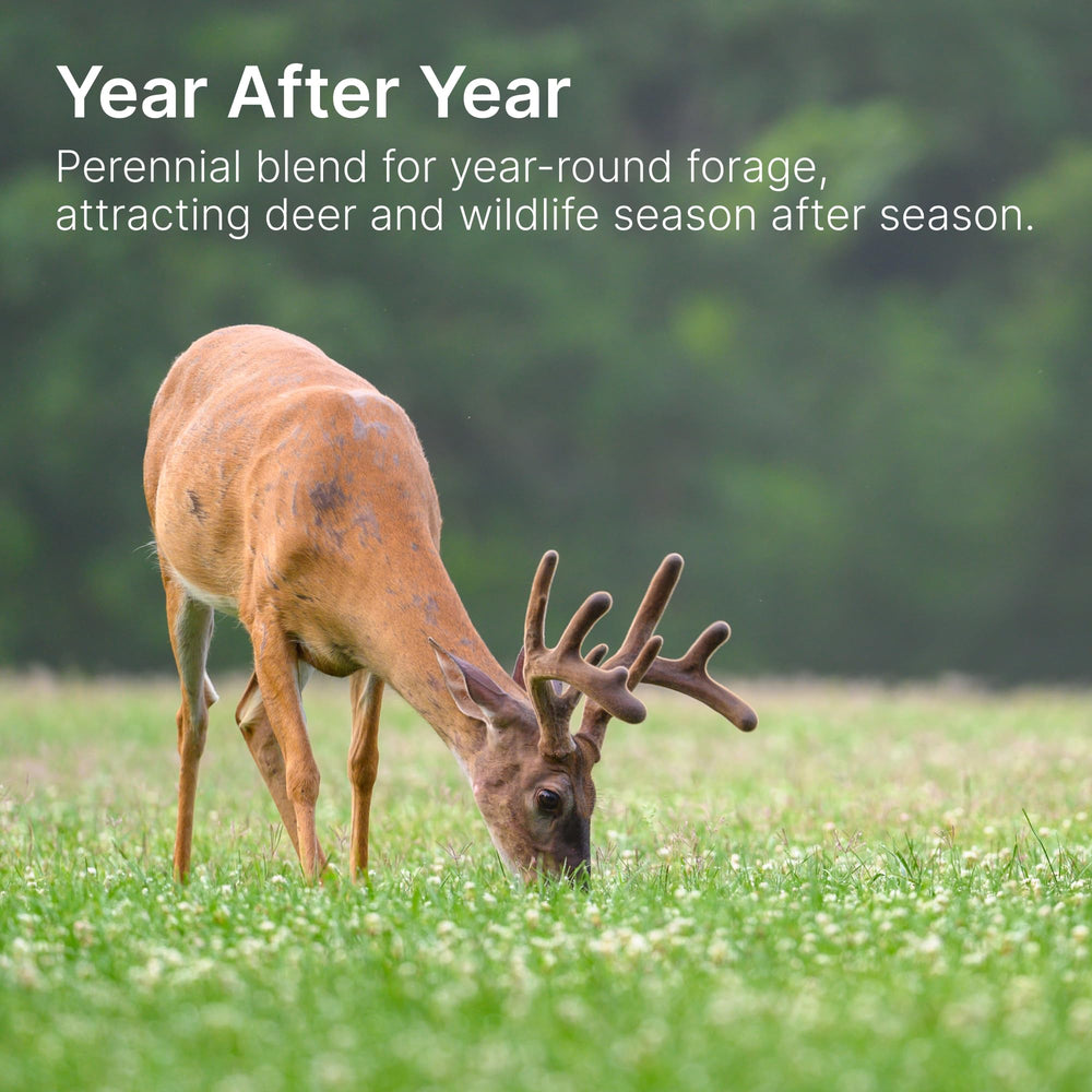 Hit List Seed forage-brassica-plot image demonstrates quick germination for beginners and veterans alike.
