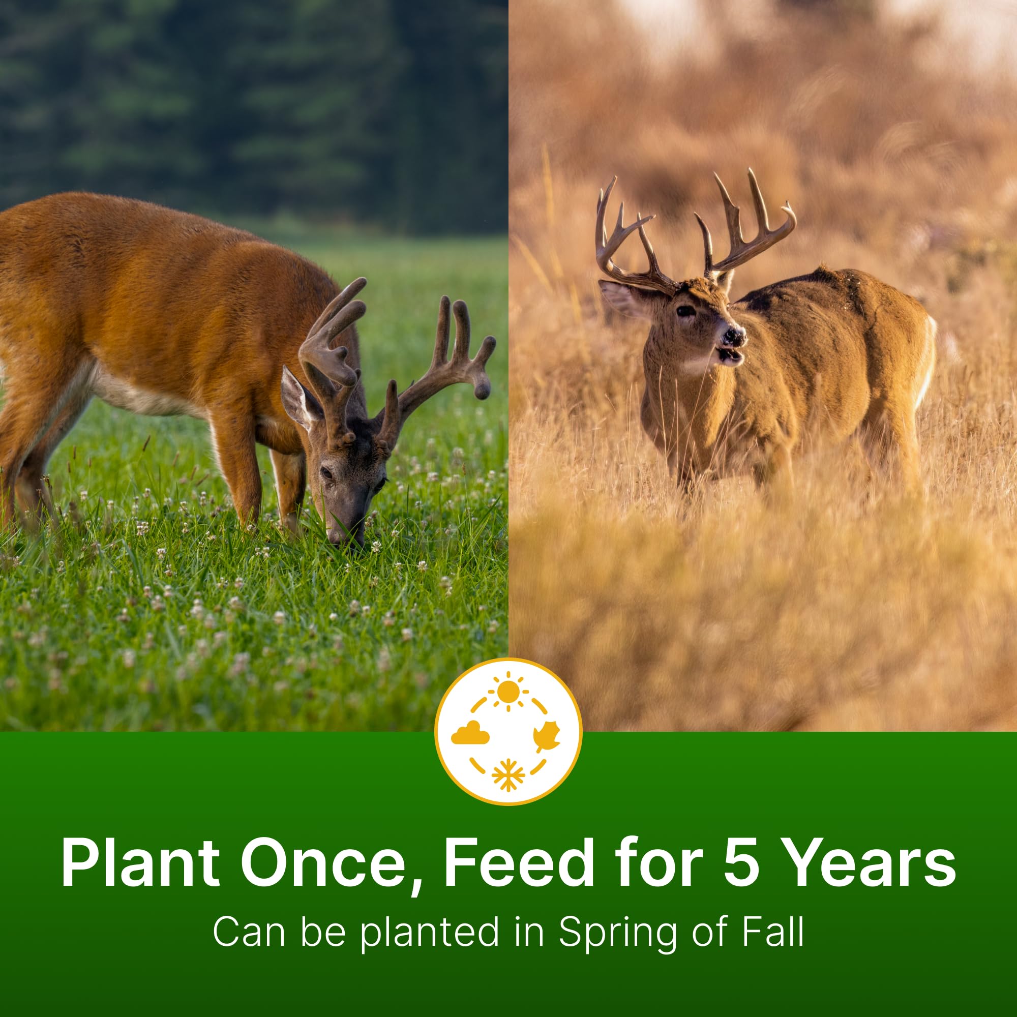 Hit List Seed Ladino/Red/Crimson clover visual highlighting protein-rich forage