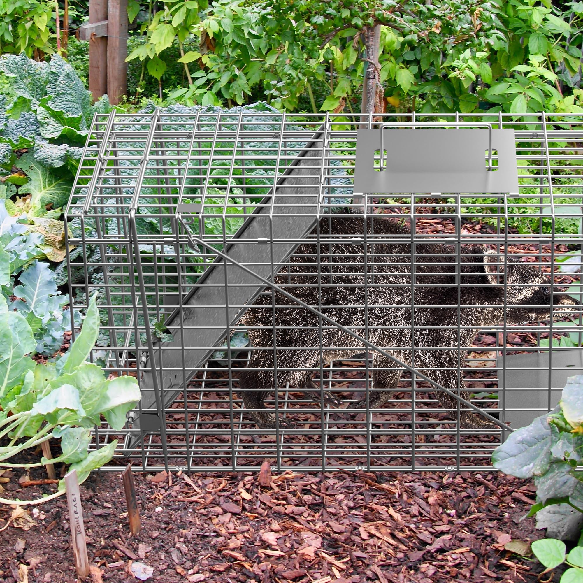 HomGarden galvanized cage resists rust for outdoor longevity.