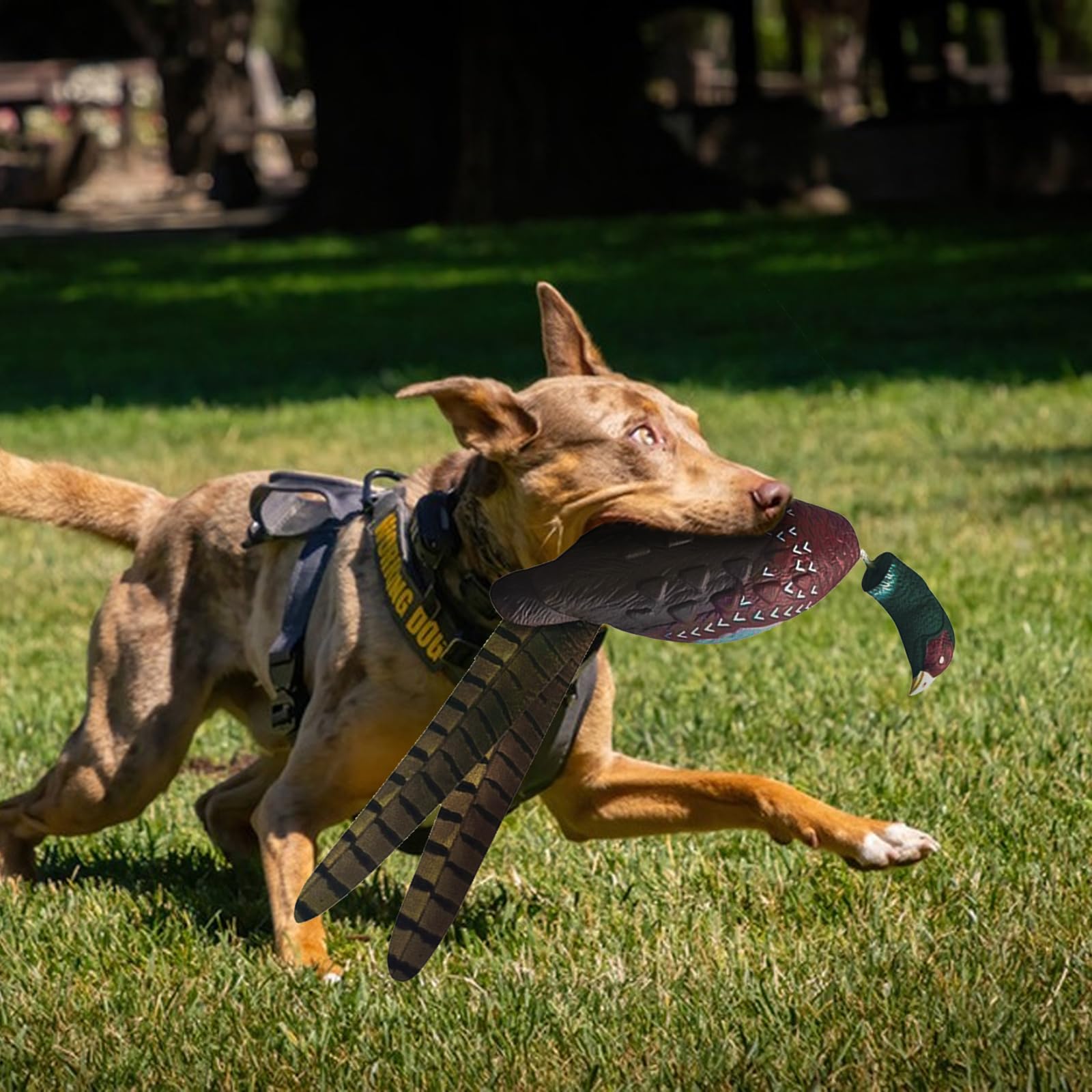HSOKEW two-dummy package ready for progressive retriever training.