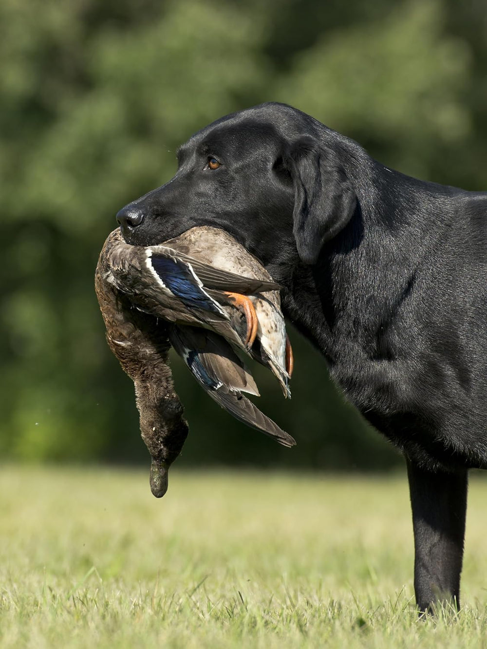 HuntEmUp teal-dummy-weighted-design builds natural handling and grip
