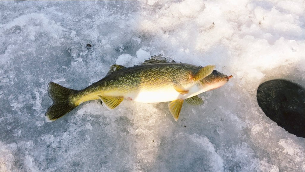 Pack of 4 ice fishing jigs with silver spins and treble hooks