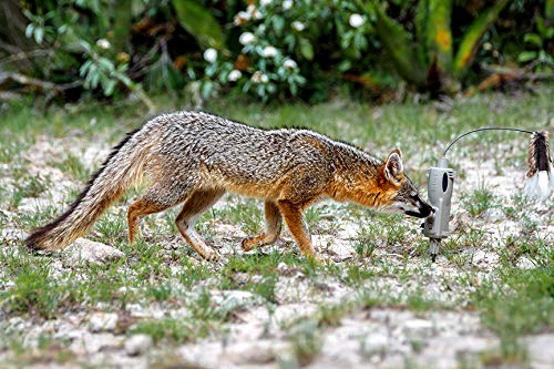 Icotec PD200 in-field setup with decoy toppers in a hunting environment