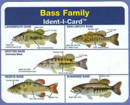 Ident-I-Cards Bass Family front view with five species and field-ready callouts.