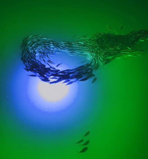 Incredible Underwater Lighting Non-metal design reduces corrosion near saltwater