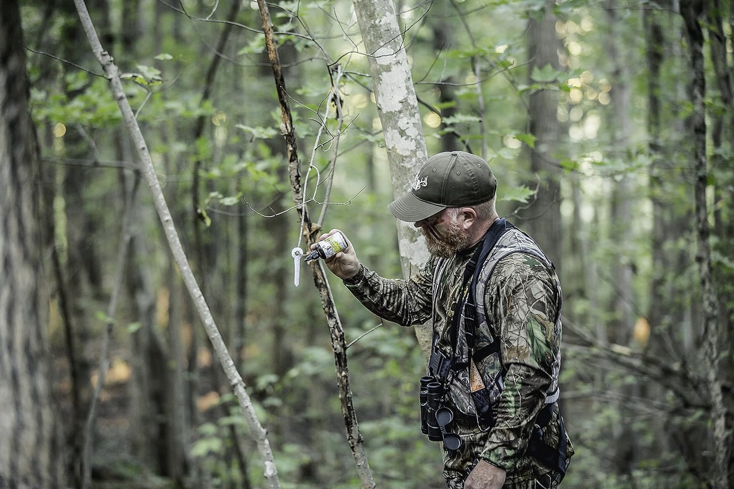 Intruder scent simulation over mock scrapes attracting bucks