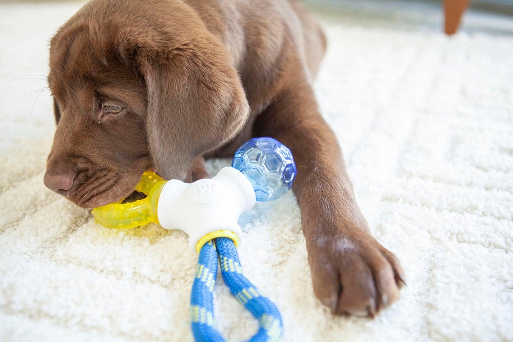 JW Puppy Connects versatile design encourages multiple play styles.