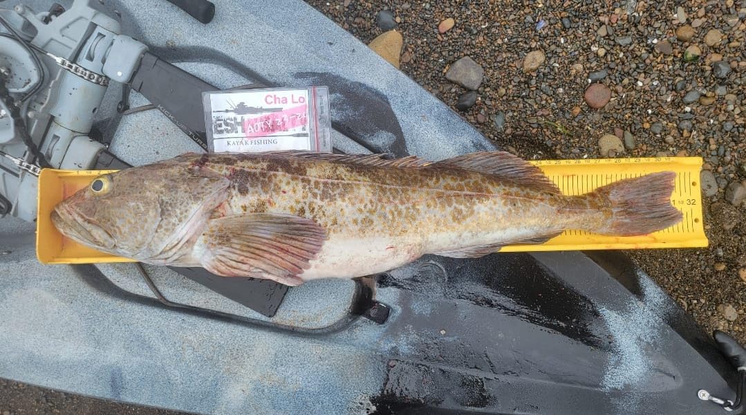Ketch Karbonate board's contoured sides cradle large fish for secure measurement.