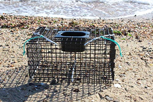 Ketcham Supply Green Crab Trap with bungee closures in action for quick release