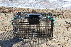 Ketcham Supply Green Crab Trap with bungee closures in action for quick release