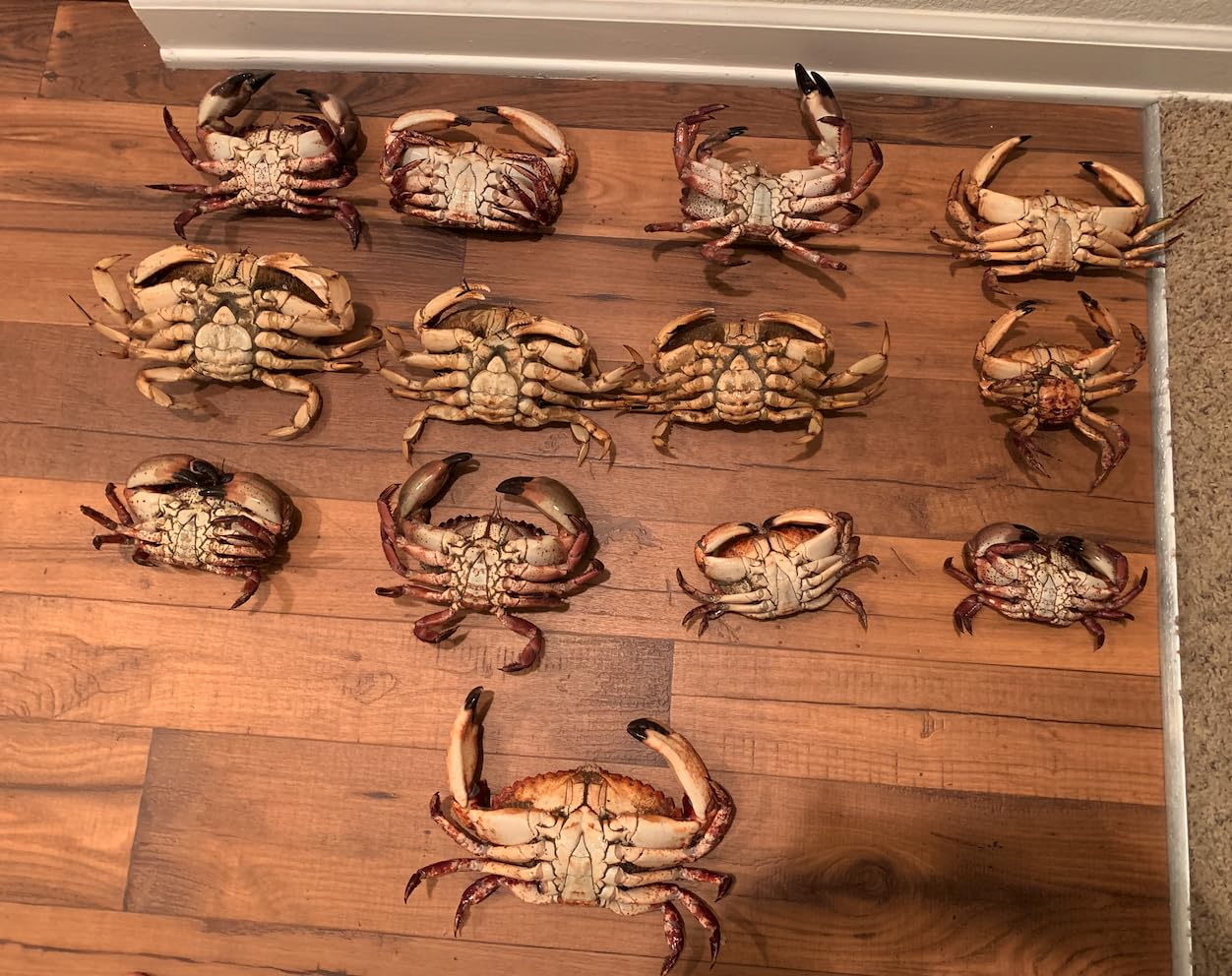 Kraken Supply Co crab trap bag and clips for secure transport.