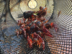 KRAKEN SUPPLY CO crawfish trap lined entry hole prevents escapes during retrieval