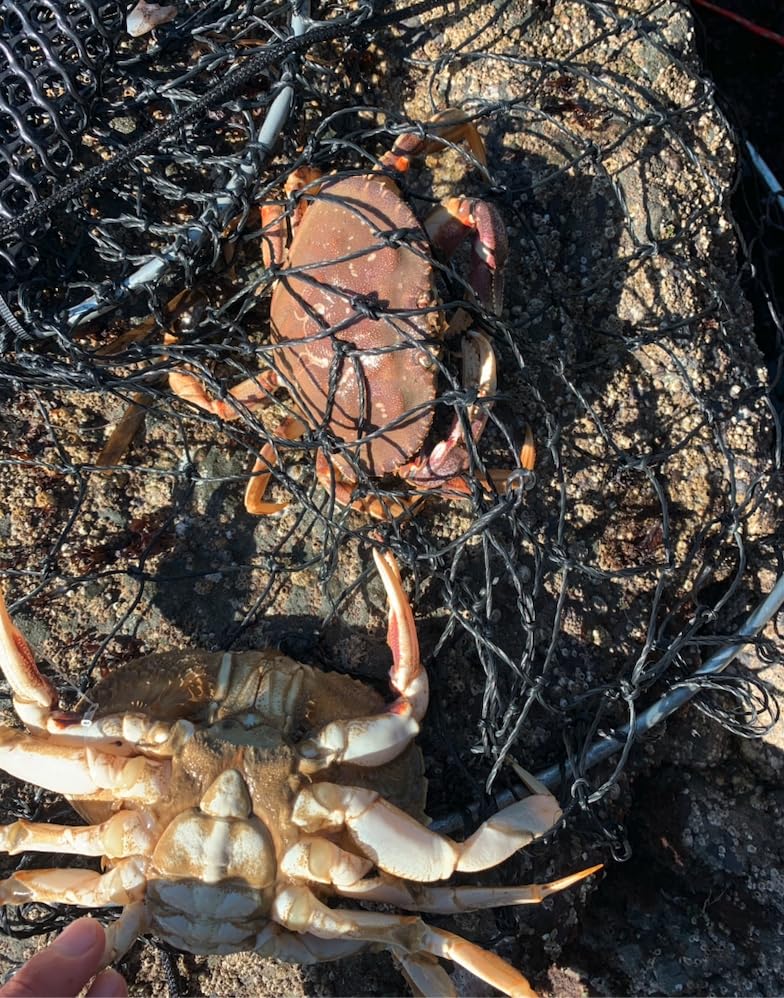 Kraken Supply Co San Diego designed trap for coastal anglers.