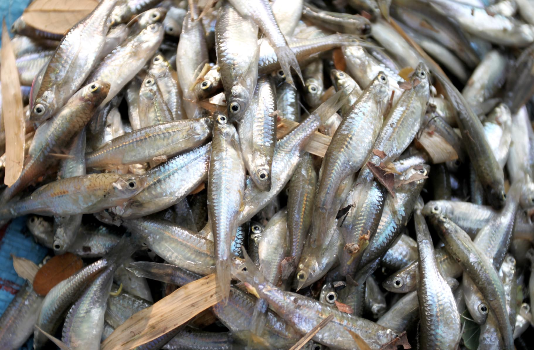 Two pack of Kraken Minnow Traps designed in the USA