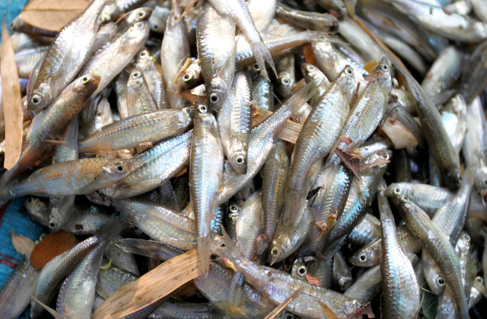 Two pack of Kraken Minnow Traps designed in the USA
