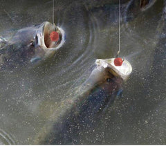 KTGCOZS carp bait pellet in use demonstrates fast attraction