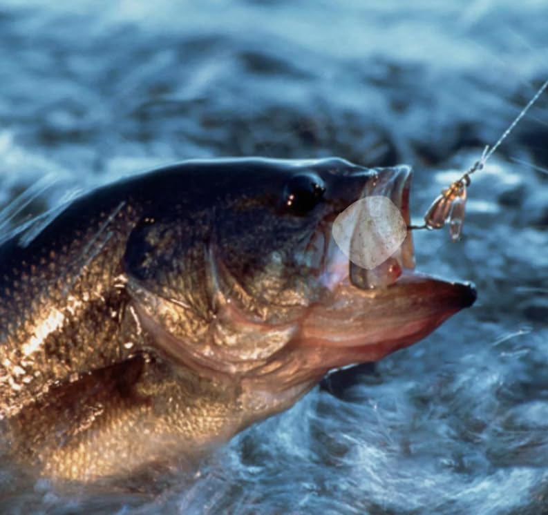 KTGCOZS versatile bait for freshwater and saltwater species