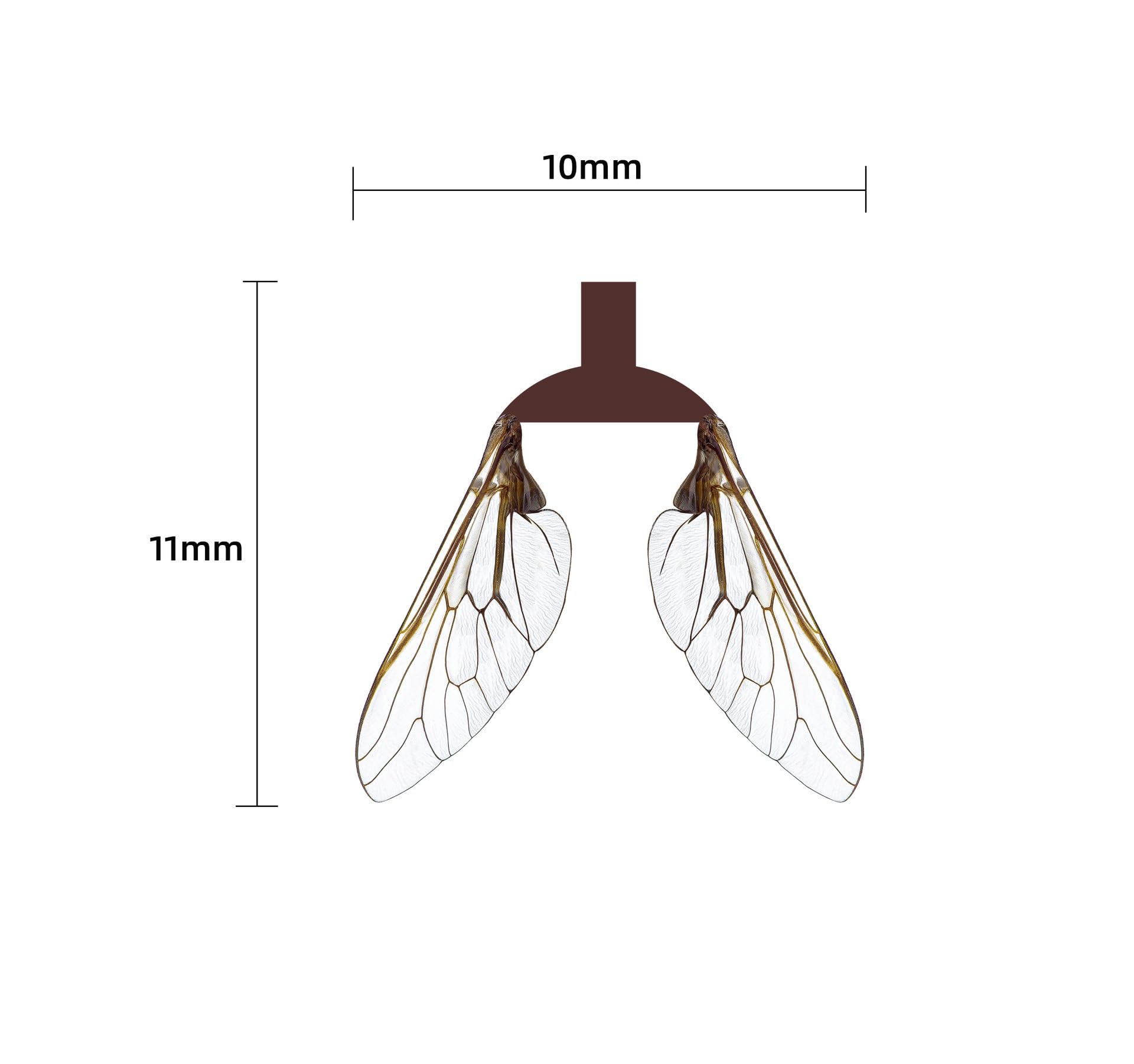 KTGCOZS pre-cut stonefly wings for efficient lure crafting.