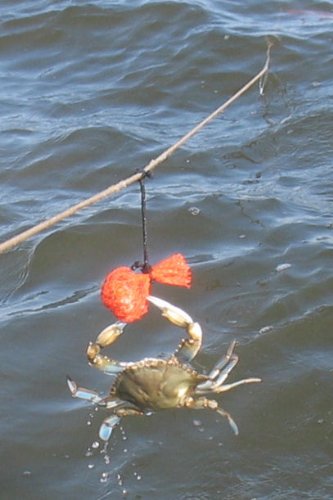 KUFA bait bag being attached to trotline using a snood.