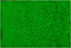 Lancer Tactical seamless 6mm BBS close-up highlights precision.