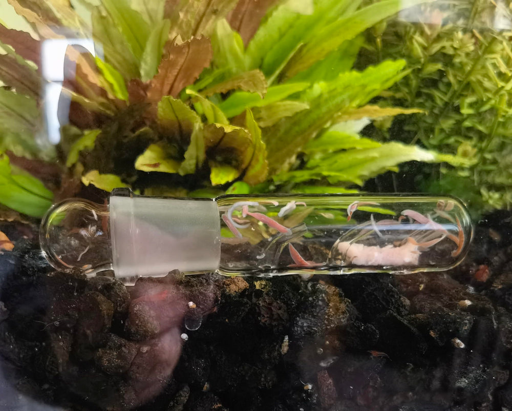 Leech trap for aquarium with 3 hole design