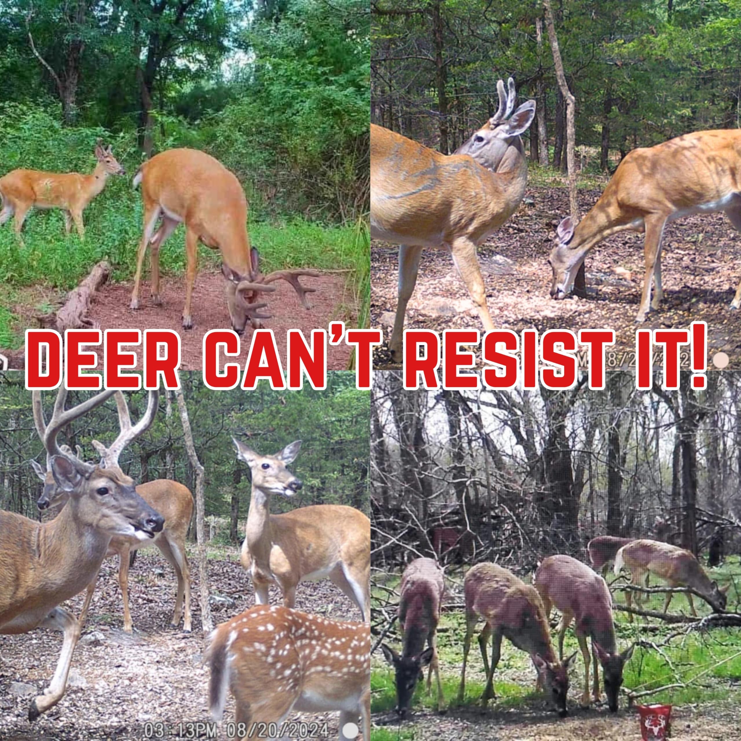 Lick Em Stick Em powder near trail camera bait site showcasing natural enzymes.