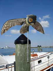 Lifelike owl with glassy eyes on stand