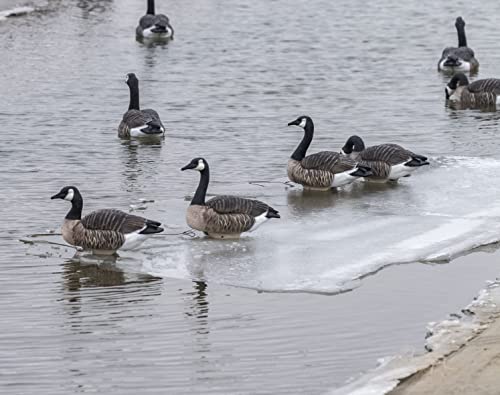 Lifetime Decoys Canada Goose 4-pack with dimensions 20x11 inches for realistic silhouette