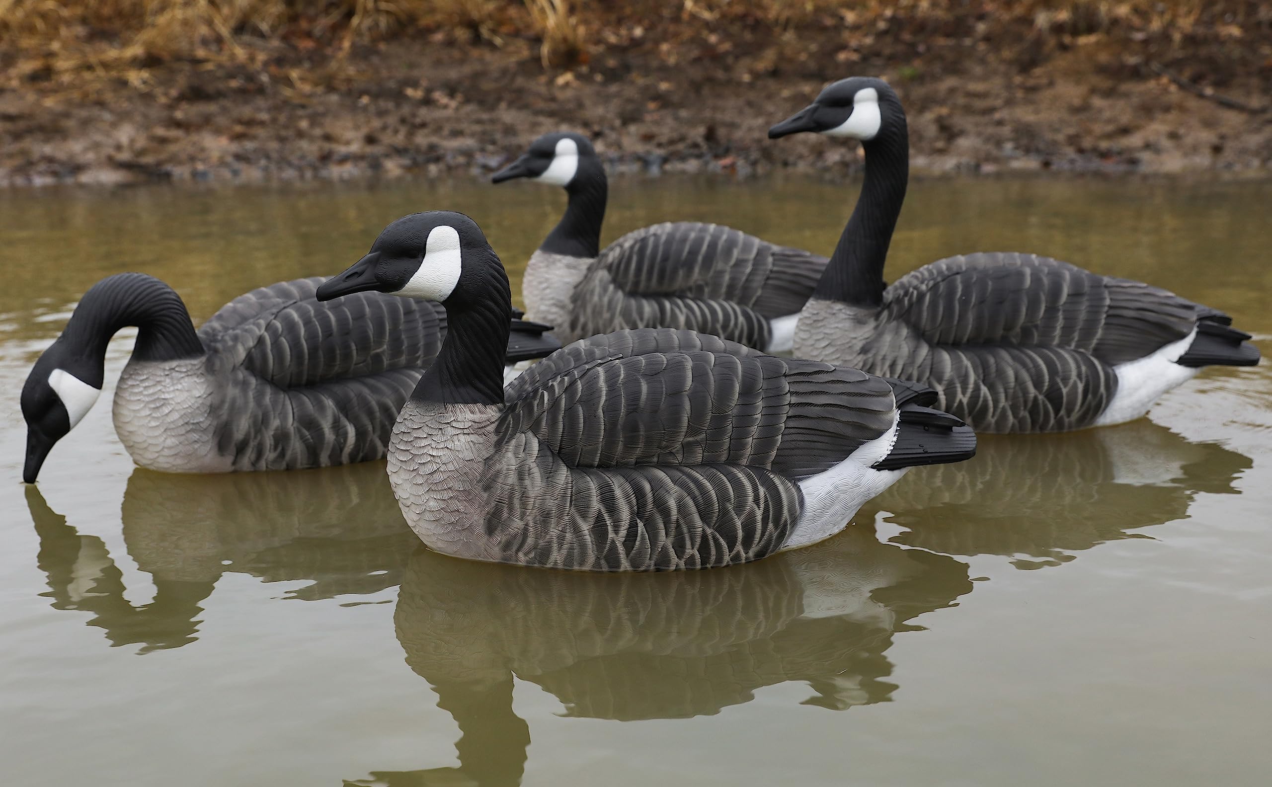 Lifetime Decoys Canada Goose 4-pack field-ready setup image