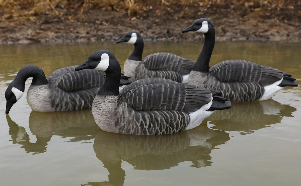 Lifetime Decoys Canada Goose 4-pack field-ready setup image