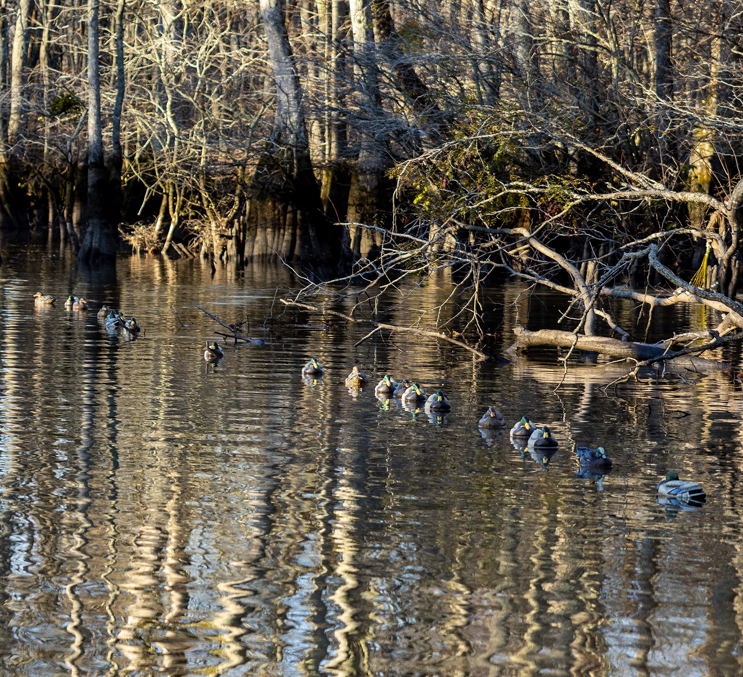 In-blind setup with decoys ready for quick action.