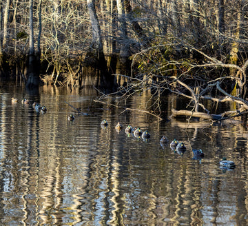 In-blind setup with decoys ready for quick action.