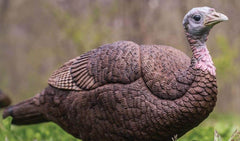 Collapsible hunting decoy design for easy carry