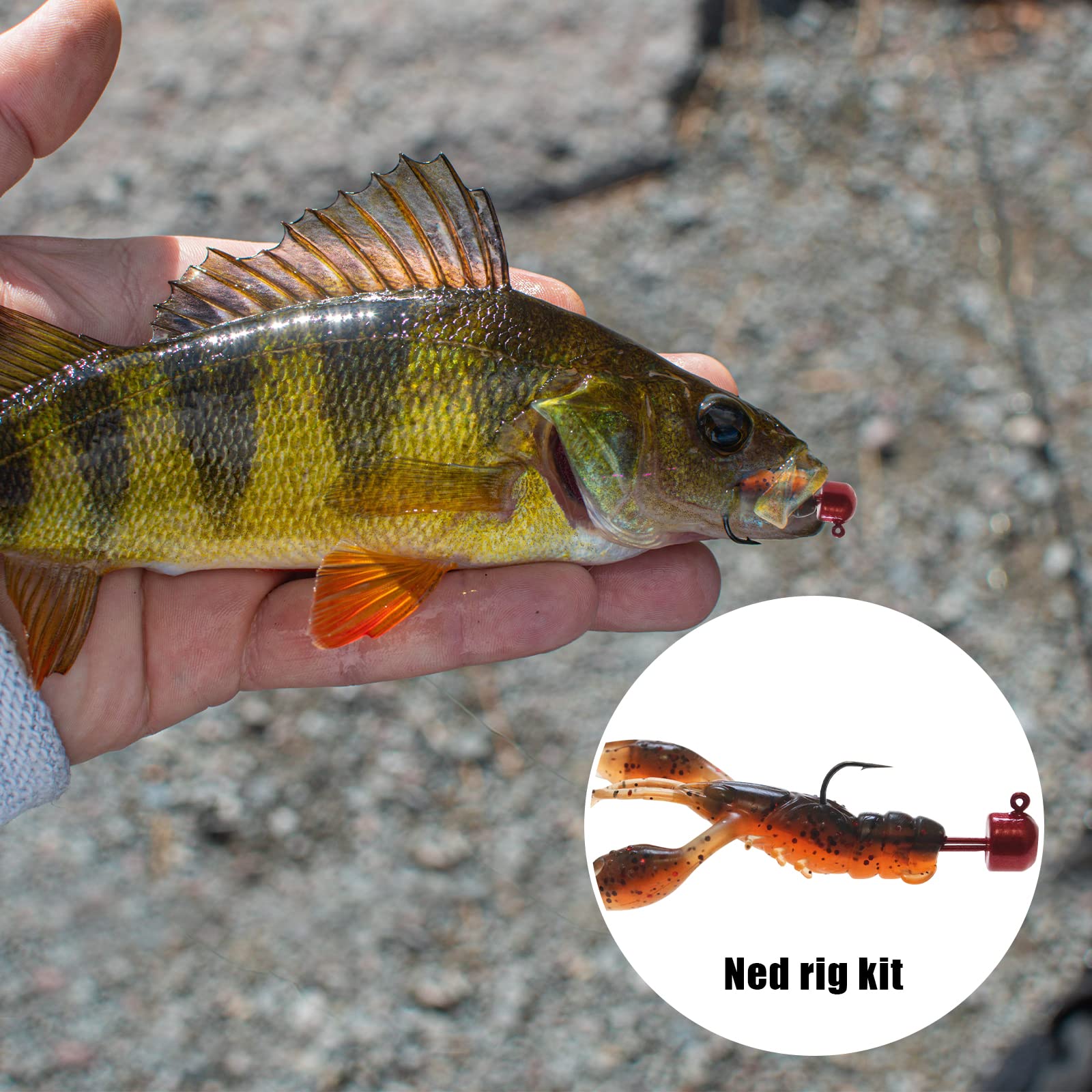 Bass fishing jig heads and assorted baits on display