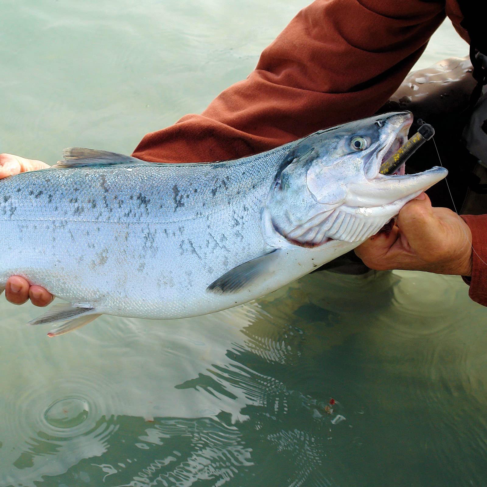 Bass fishing with Lilureena worms kit