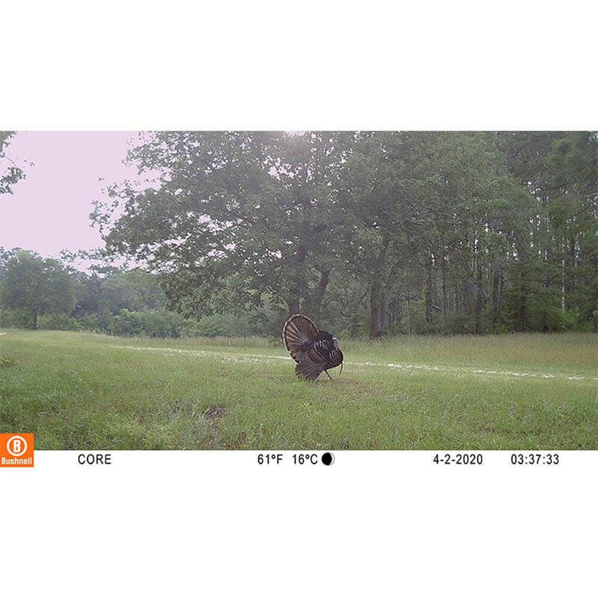 Rugged Bushnell CORE S-4K trail camera outdoors