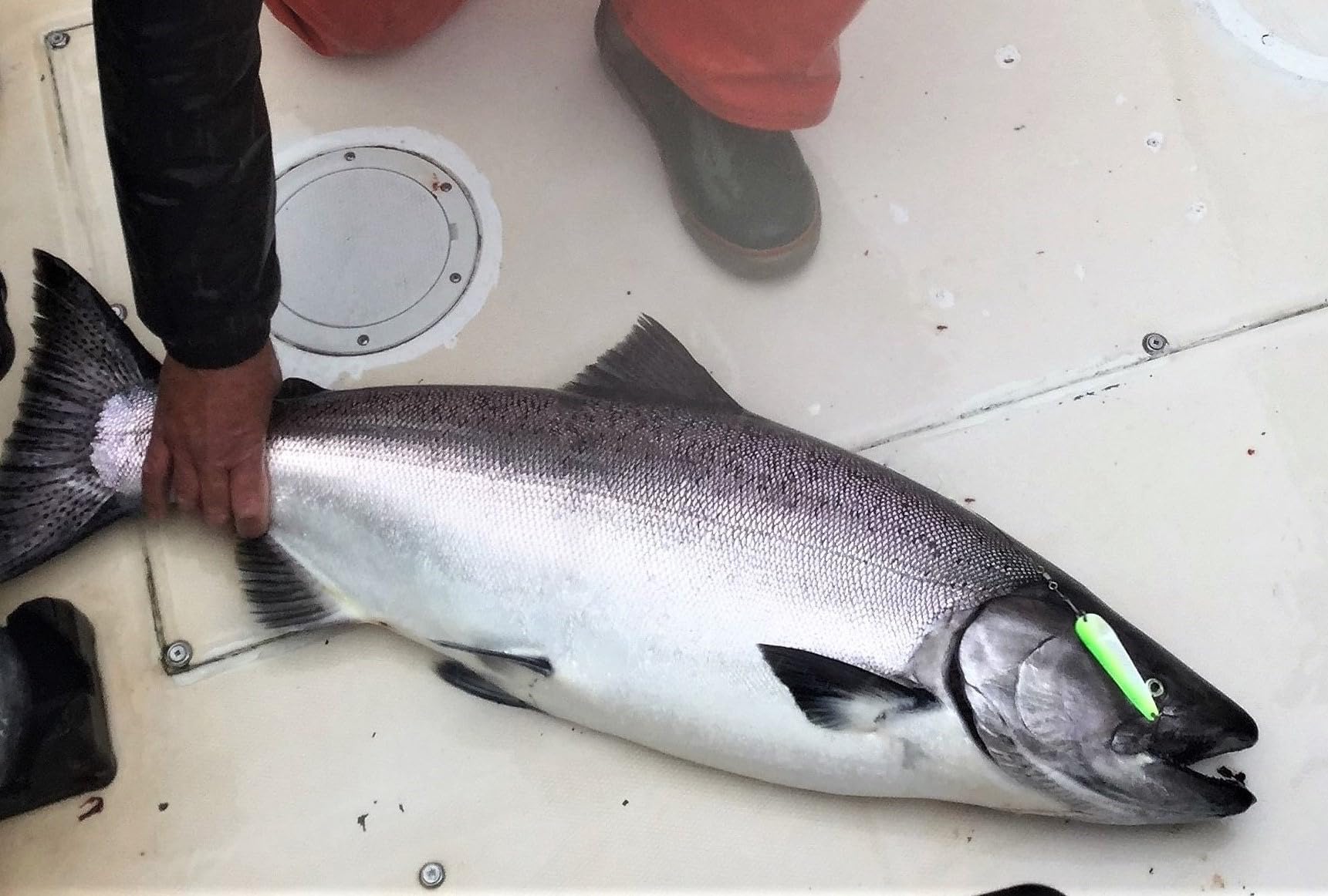 Face images of Herring Aid, Green Hornet, and Blue Dorado Loony Spoons