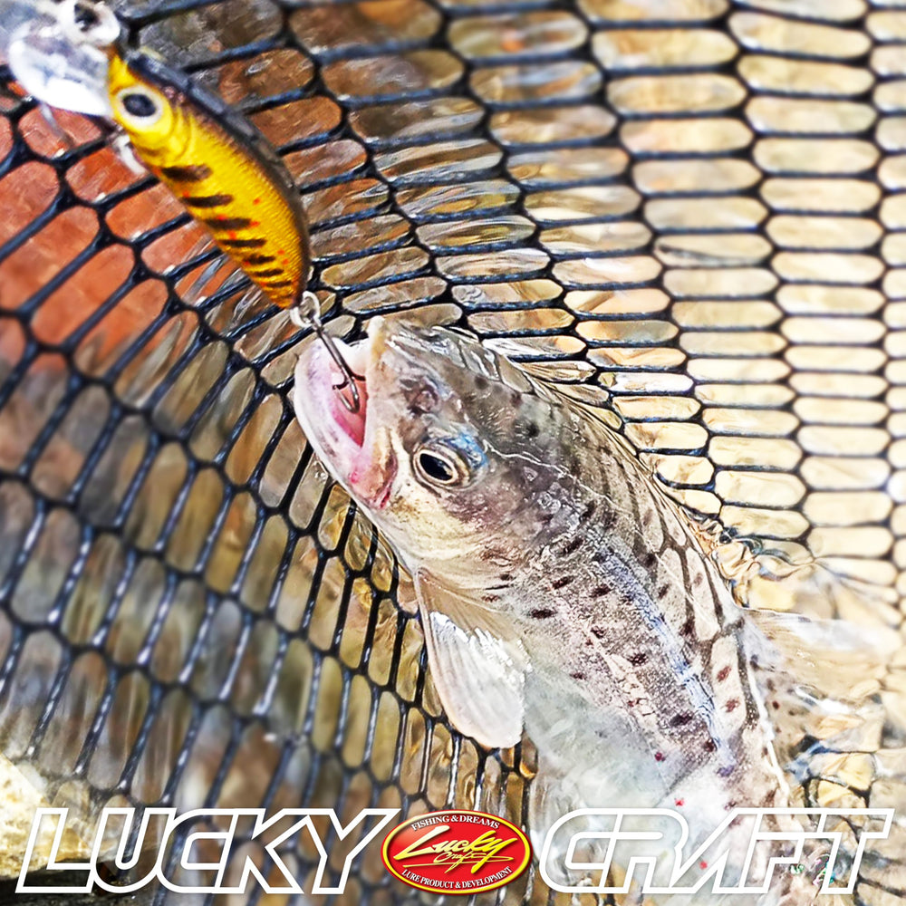Label showing Length 2" and Weight 1/8oz on Humpback Minnow 50S