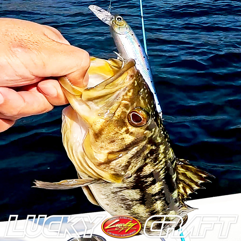 Freshwater bass and trout fishing setup featuring Pointer 100DD lure