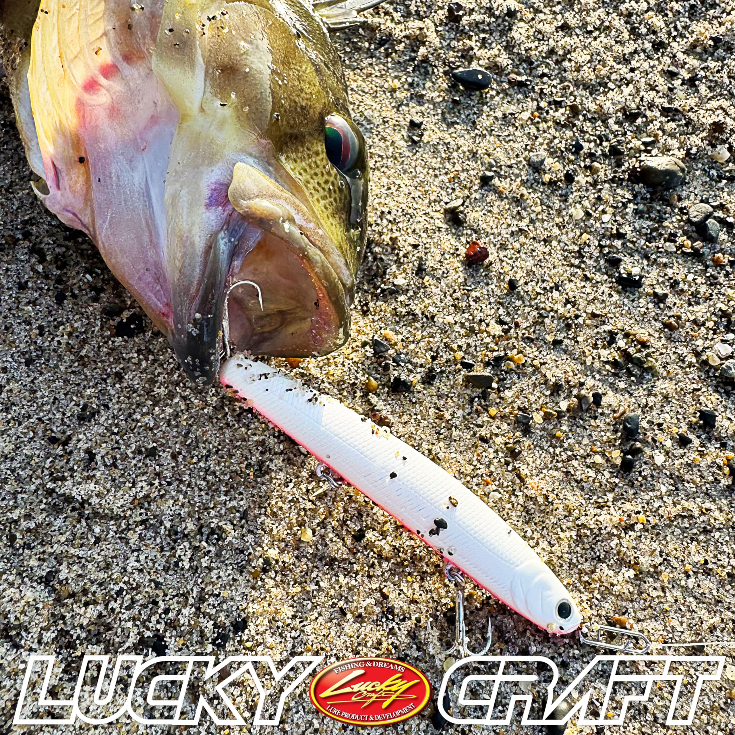 LUCKY CRAFT Wander Slim 110 ghost pink sardine close-up finish, shows durable saltwater construction.