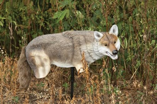 Lucky Duck Yote Coyote Decoy lightweight EVA for portable setup.