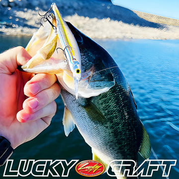 LUCKY CRAFT Pointer 100DD FFS-ready lure compatible with forward facing sonar.