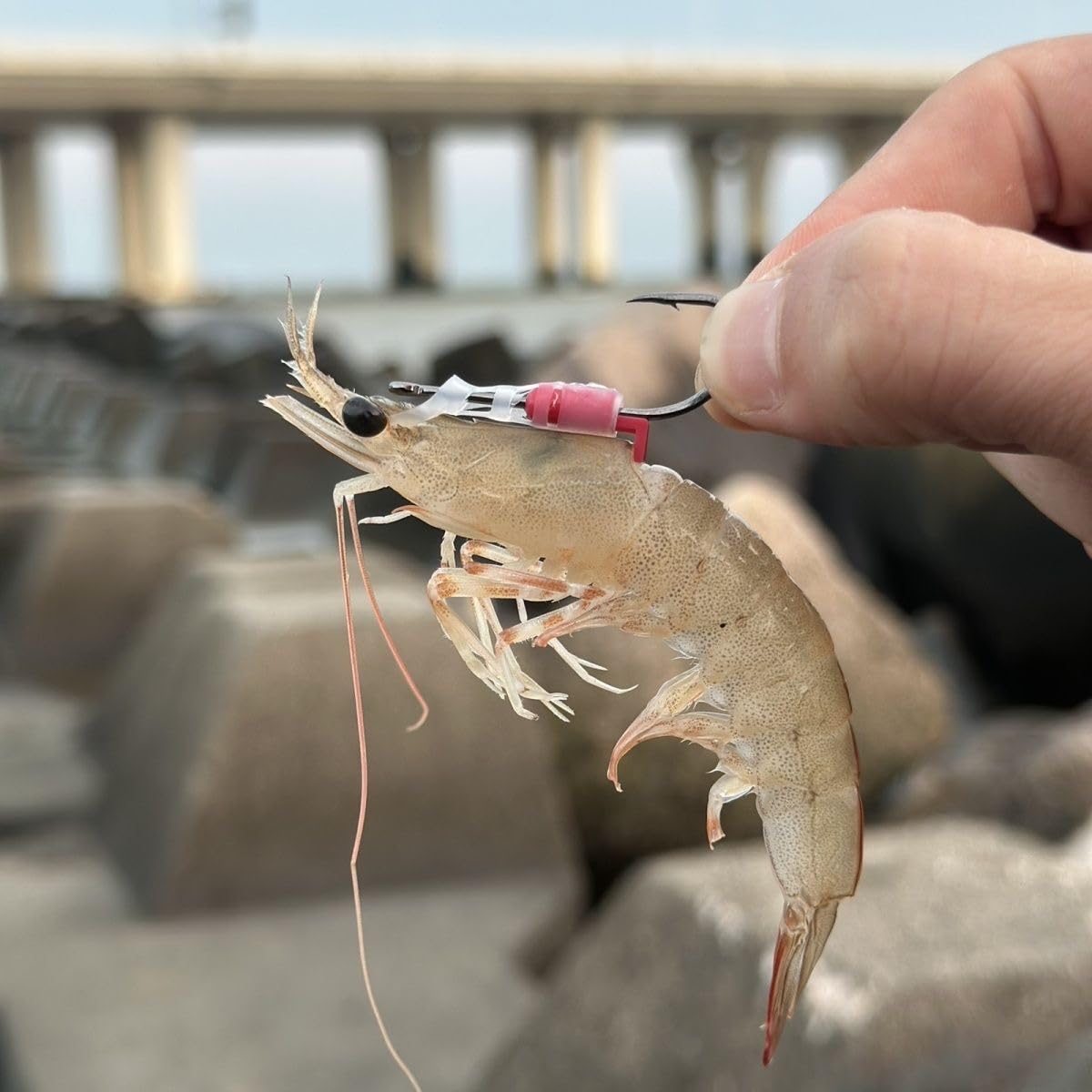 Versatile shrimp fishing hooks for large fish