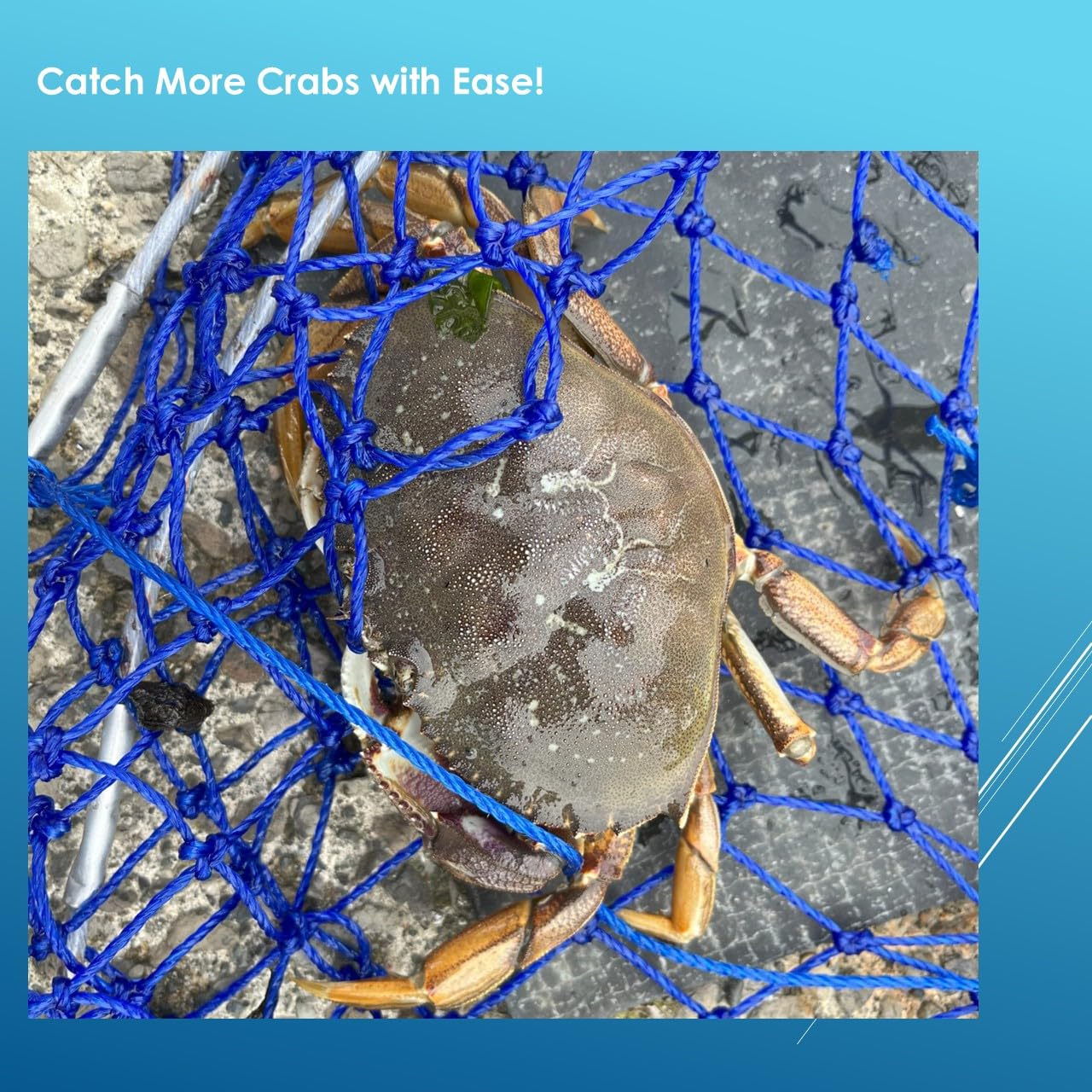 LUPUSH Crab Ring Trap grid bottom keeps crabs from escaping.