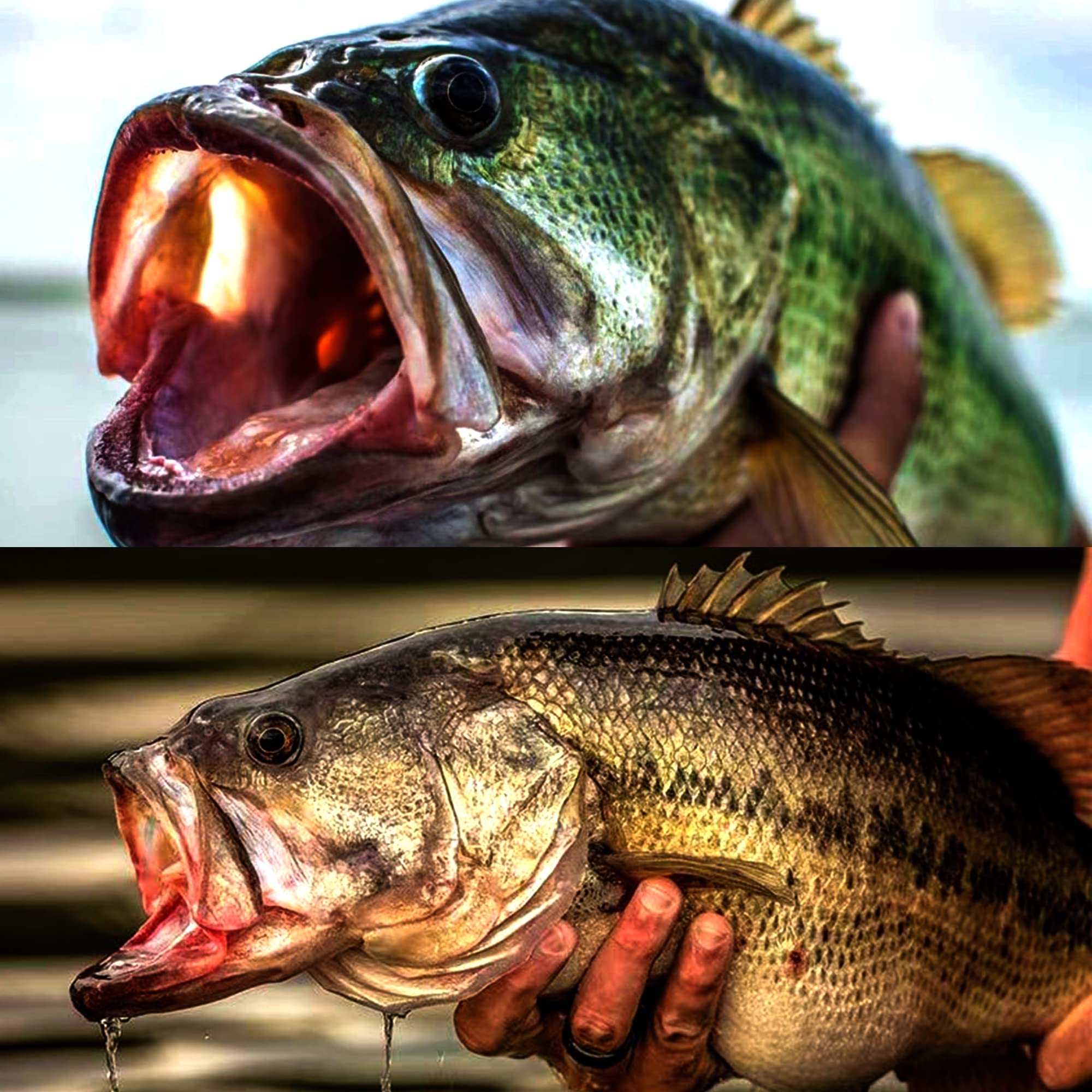LURESMEOW hooks ready for freshwater and saltwater fishing scenarios
