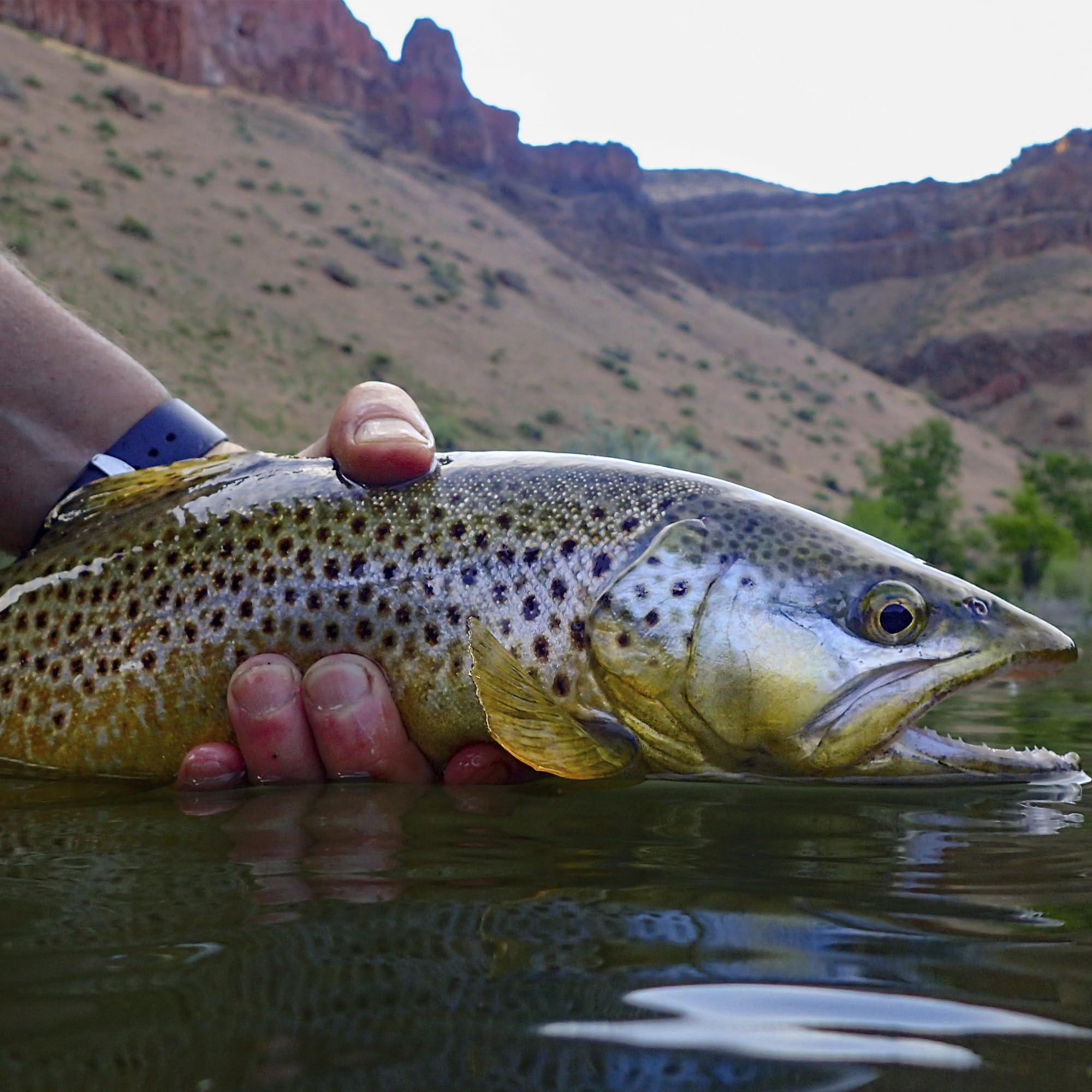 Mad Mouse three-pack packaging emphasizing ready-to-fish versatility.