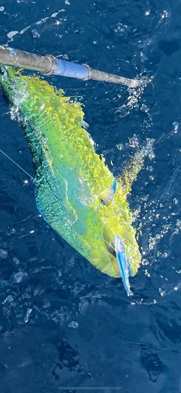MagBay Lures RM5 UV lure made in USA with real materials.