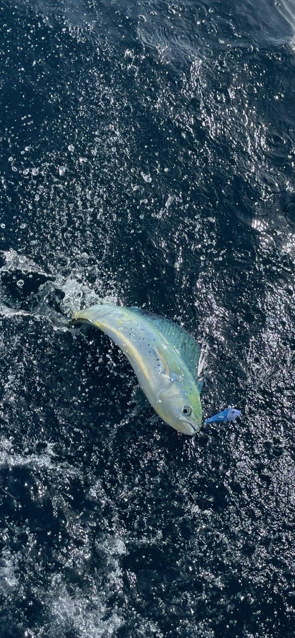 MagBay Lures RM5 UV lure ultraviolet patterns visible in sunlit water.