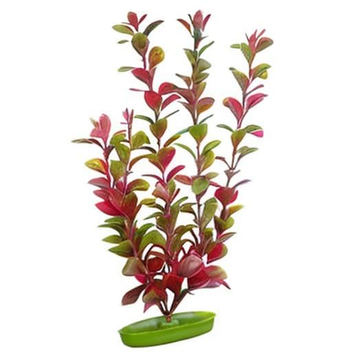 Marina Aquascaper red Ludwigia plant installed in an aquarium, dramatic color