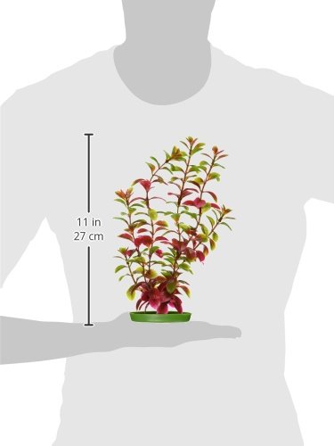 Marina Aquascaper red Ludwigia plant setup in a freshwater tank